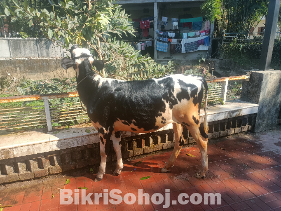 ফিজিয়ান বকনা বাচুর